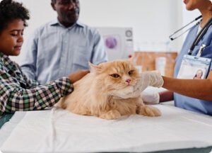 The Role of Preventive Veterinary Care in a Pet’s Lifelong Health